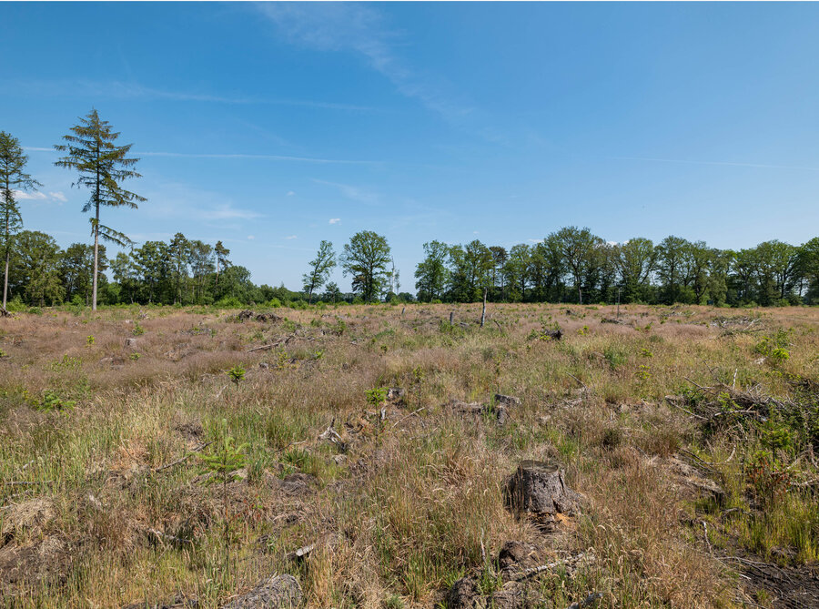 abgerodeter Wald mit einigen Bäumen im Hintergrund 
