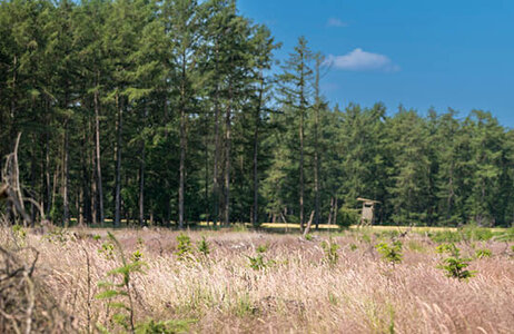 Wiese mit einem Wald im Hintergrund 
