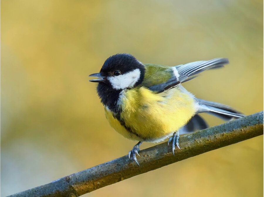 Nahaufnahme einer Meise auf einem Ast