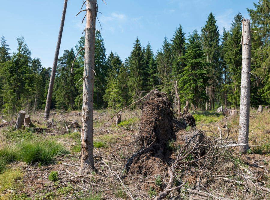 entwurzelter Baum, im Hintergrund ein Wald 