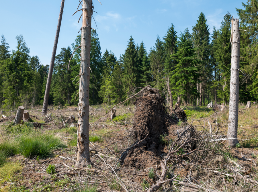 entwurzelter Baum, im Hintergrund ein Wald 