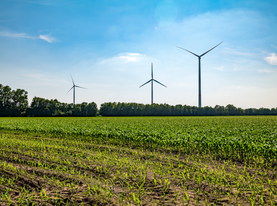 Feld mit zwei Windrädern im Hintergrund