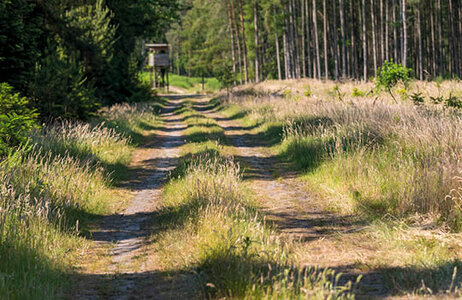Bewachsener Waldweg mit Bäumen am Wegrand 