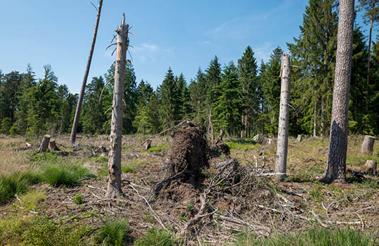 Geschädigte Forstfläche