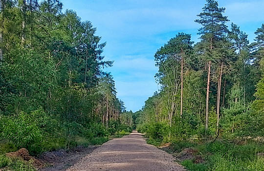 Waldweg mit Bäumen am Wegrand