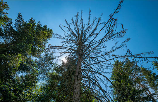 Aufnahme von Bäumen vor blauem Himmel aus Froschperspektive