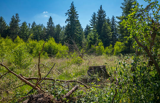 Abgeholzte Büsche vor einem Wald