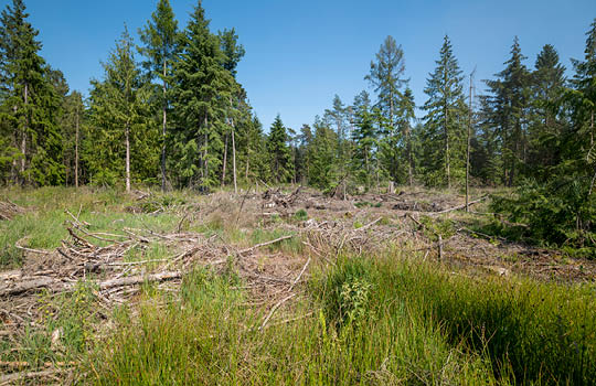 Abgeholzte Bäume vor einem Wald