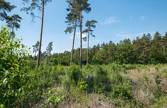 Wald mit grünen Bäumen und Büschen 