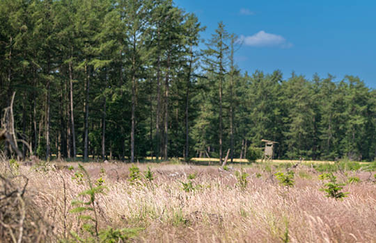 Wiese vor einem grünen Wald